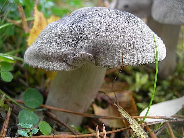 La  Foresta  di  Soltzmatt  (FRA)